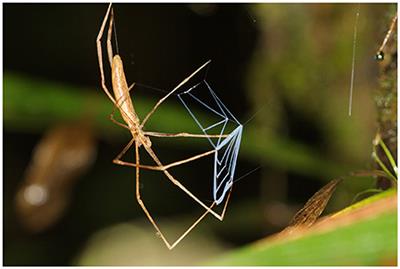 Behavioral Diversity (Ethodiversity): A Neglected Level in the Study of Biodiversity